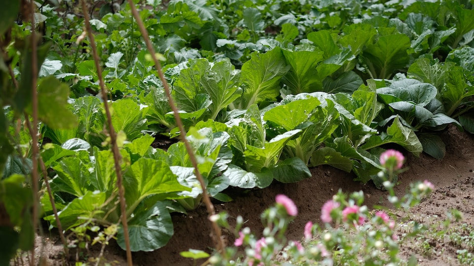 Un potager où l'on fait pousser de la salade.