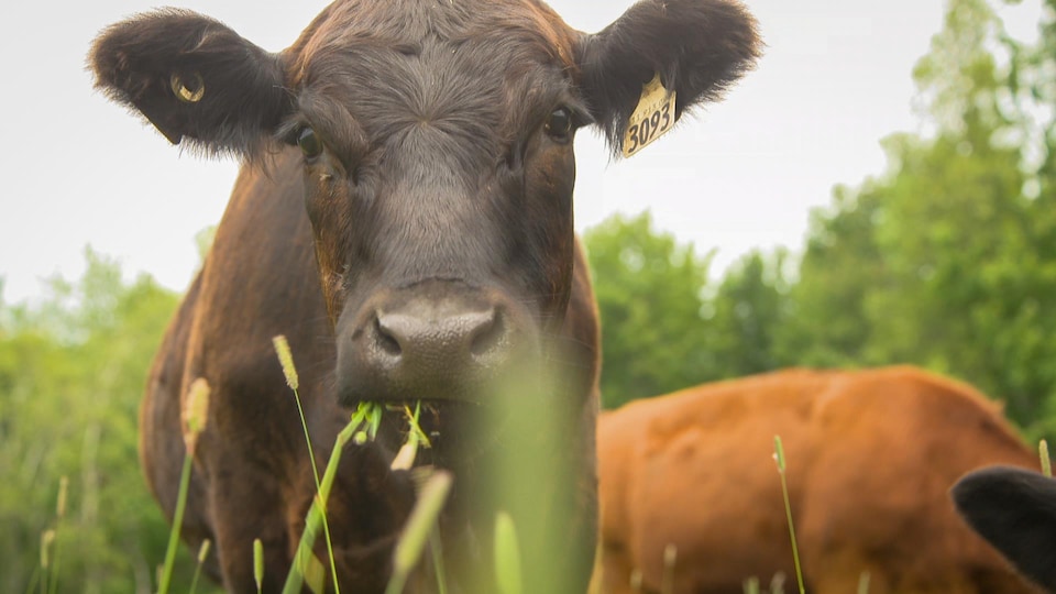 le bœuf nourri a l herbe vraiment ecologique radio canada ca