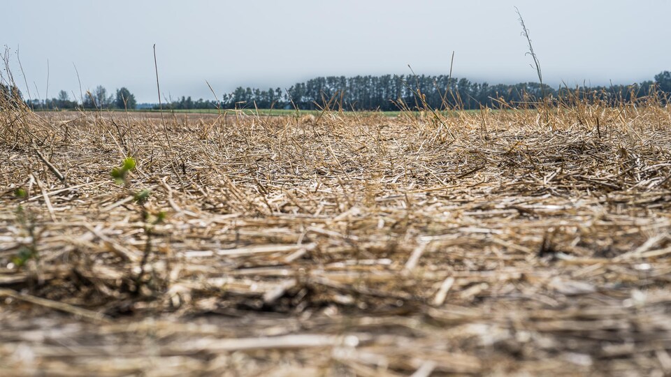 Yellowing fields plagued by drought.