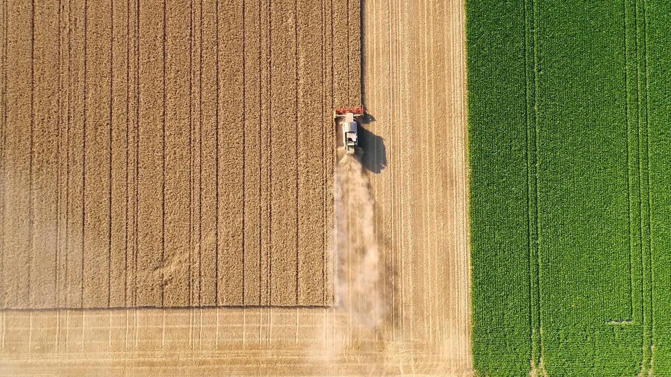 Un champ de blé avec un tracteur.