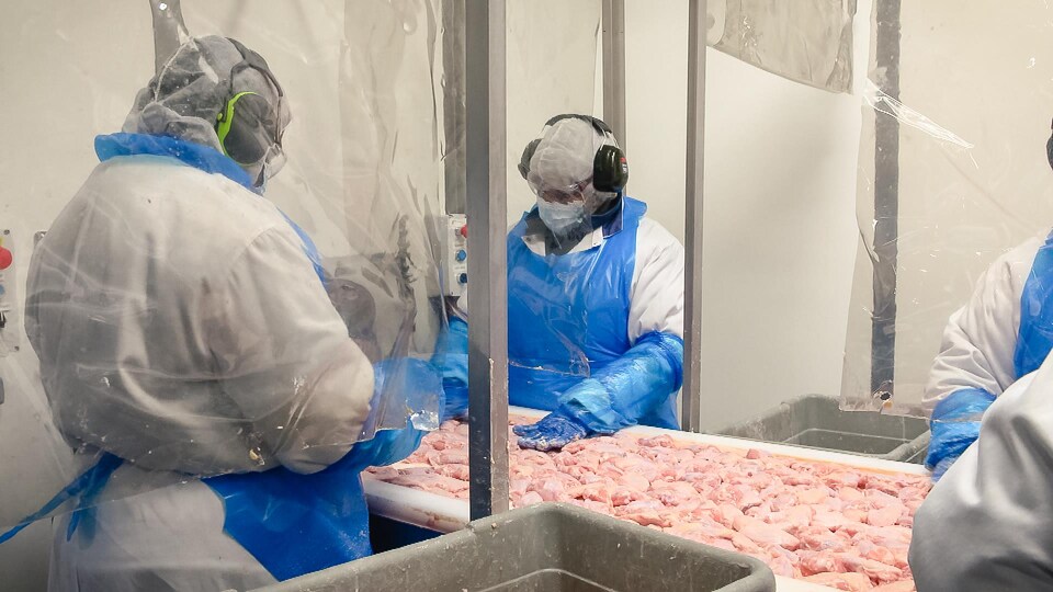 Des ouvriers trient des parties de poulet dans une usine.