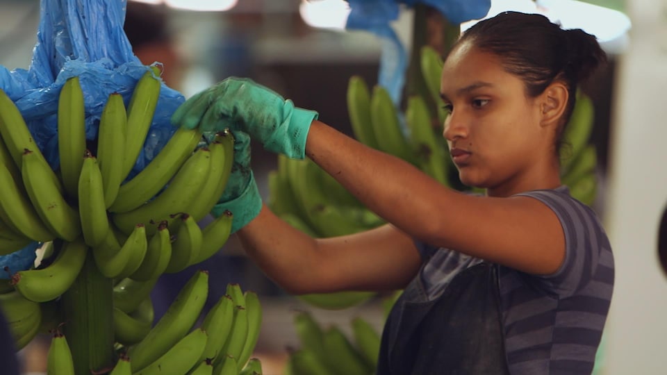 Une femme emballe des bananes.