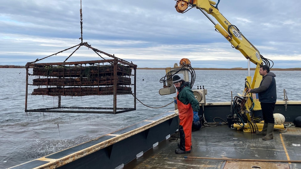 Une levée de cage à huitres en mer. 