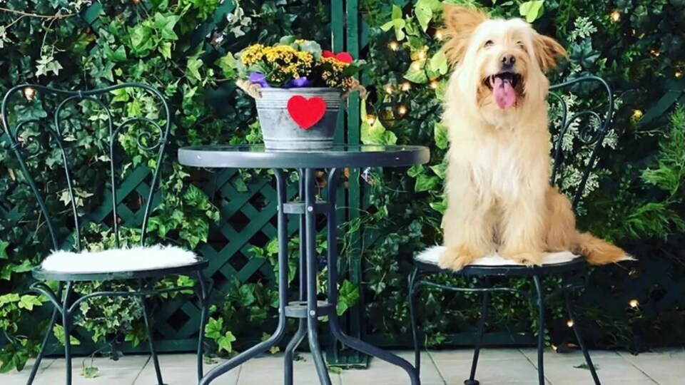 La chienne Lexi est assise sur une chaise ronde à côté d'une table.