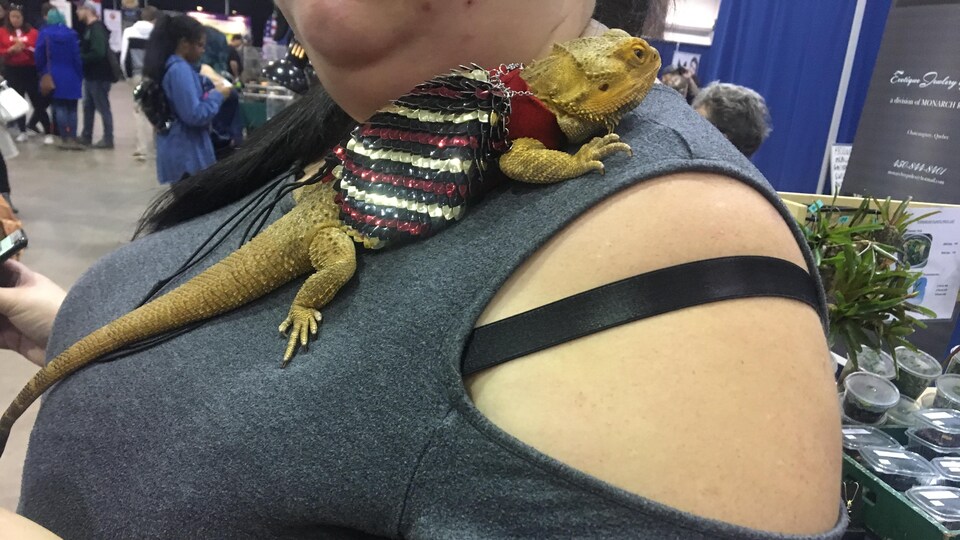 Un lézard porte un petit vêtement et se tient sur l'épaule d'une femme.
