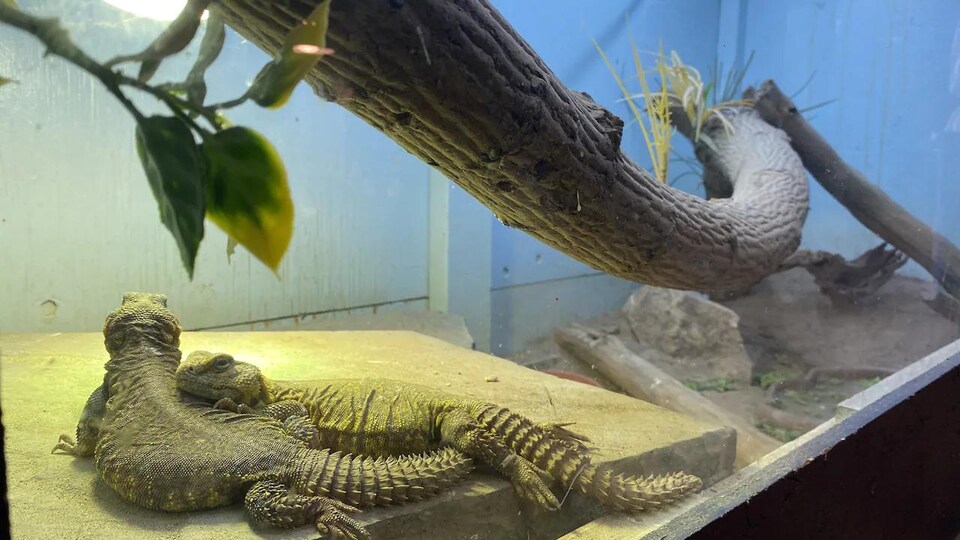 Deux lézards dans un enclos.