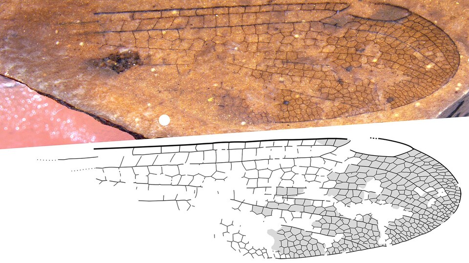 Image d'une aile de libellule fossilisée.