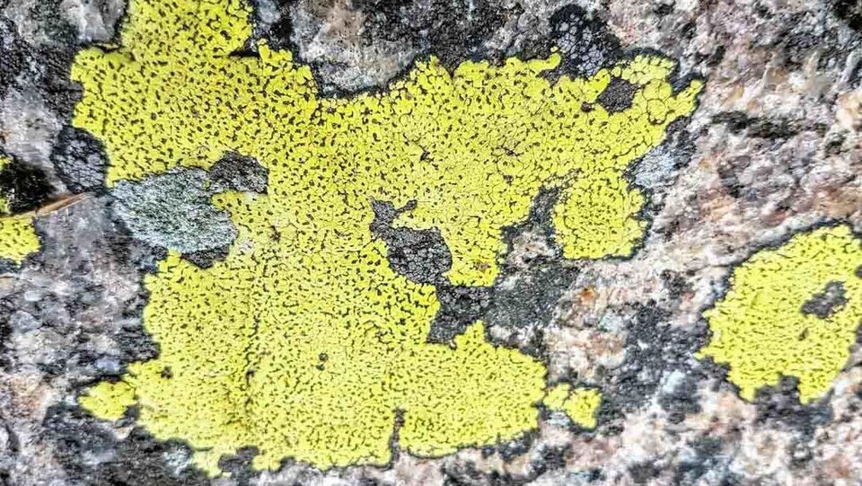 Un échantillon de lichen de couleur jaune.