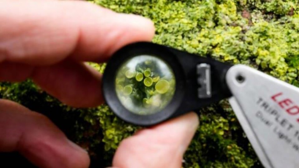 Un lichen sur un arbre vu à travers une loupe.