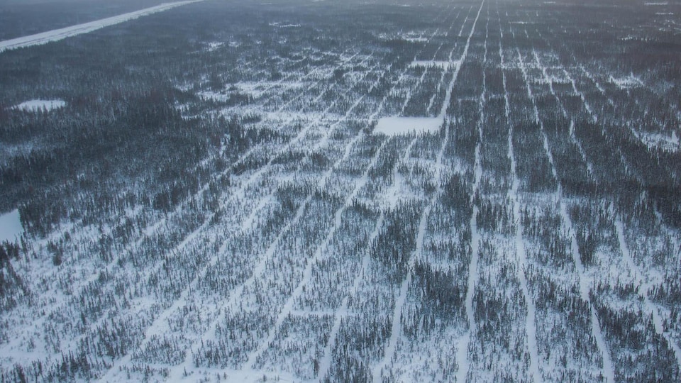 Vue aérienne d'une forêt en hiver quadrillée par des corridors. 