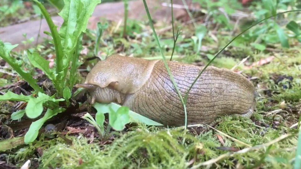 Une limace de l'île Gabriola est une « nouvelle vedette » sur Internet.