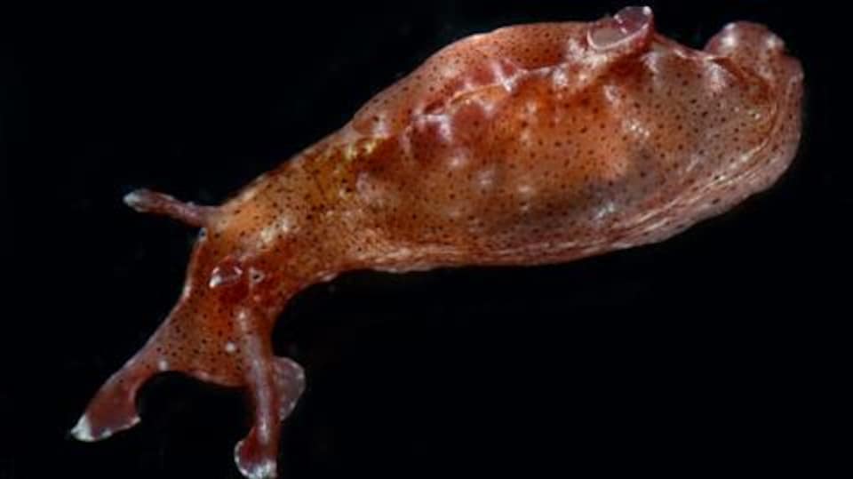 Une limace de mer Aplysia californica.