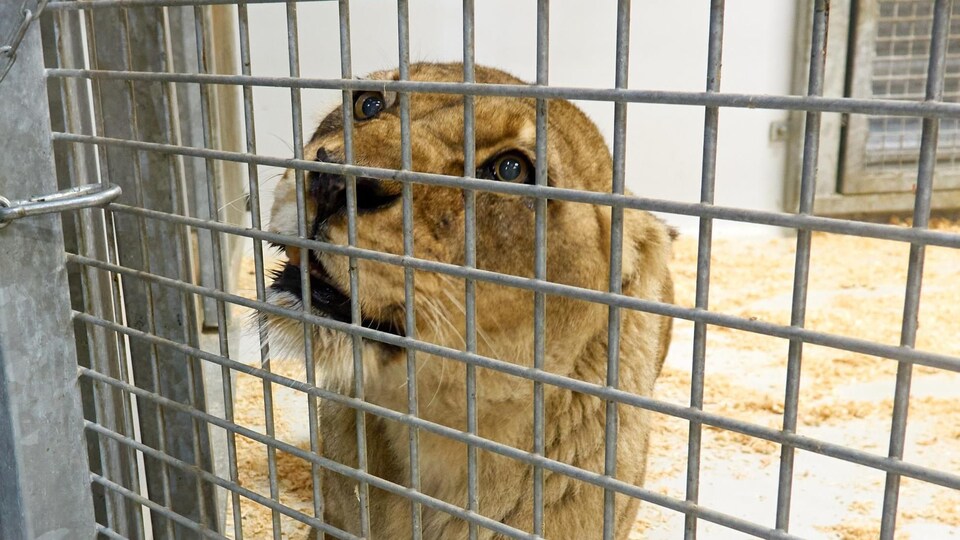 Plan rapproché d'un lion dans une cage.