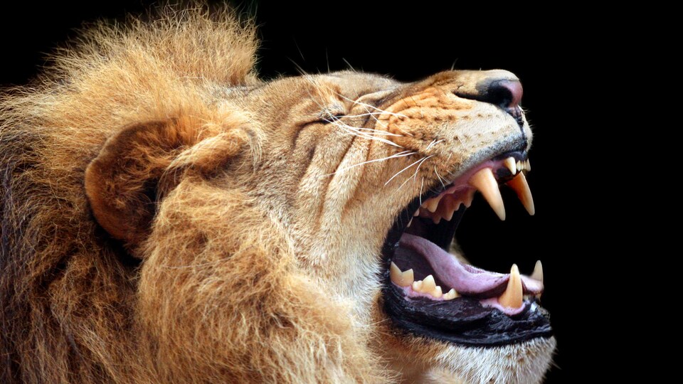 Le cerveau prédateur mieux compris | Radio-Canada.ca