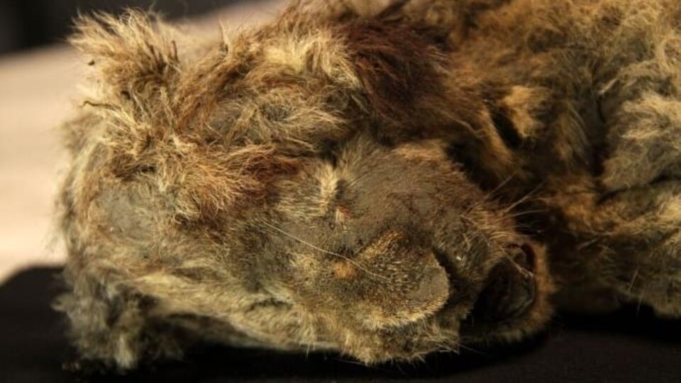 Gros plan sur la tête d'un lionceau des cavernes avec des poils.