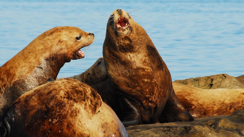 Des centaines de lions de mer envahissent une plage de Powell River