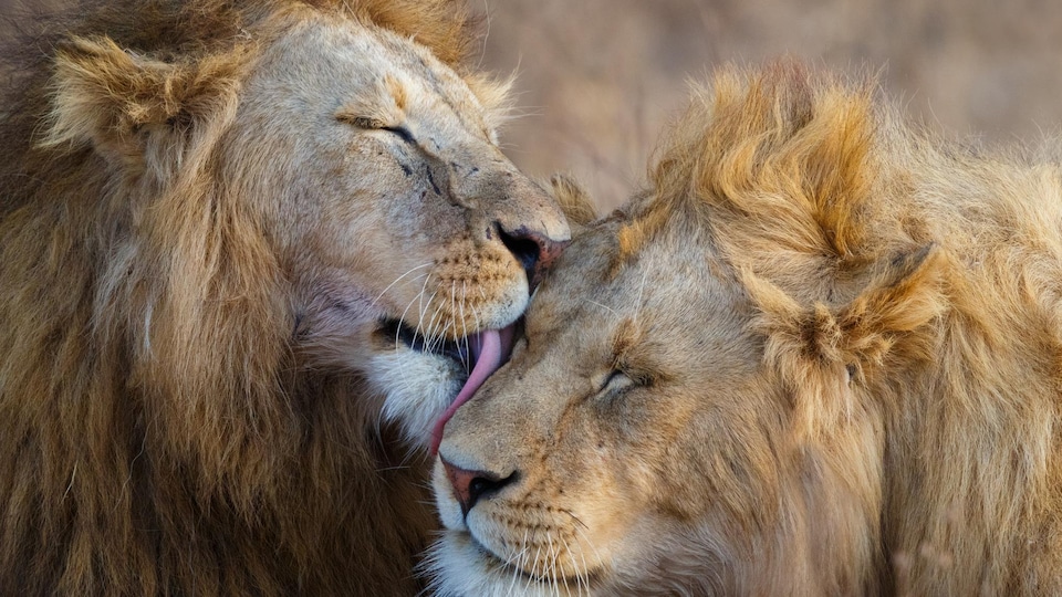 Deux lions dans la savane tanzanienne.
