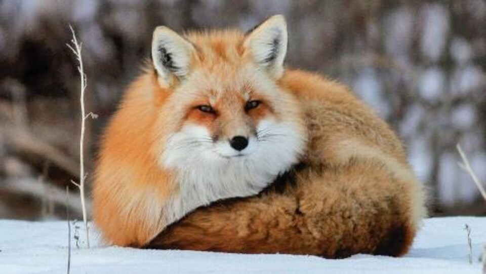 La couverture du livre, où on voit un renard couché sur la neige.
