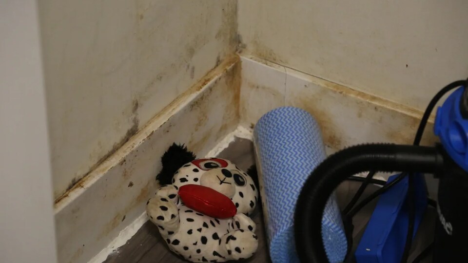 Peluches dans un coin, le mur est couvert de moisissures.