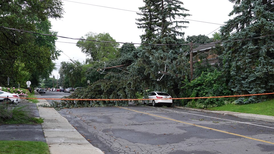 Un arbre et un poteau électrique tombés sur une voiture.