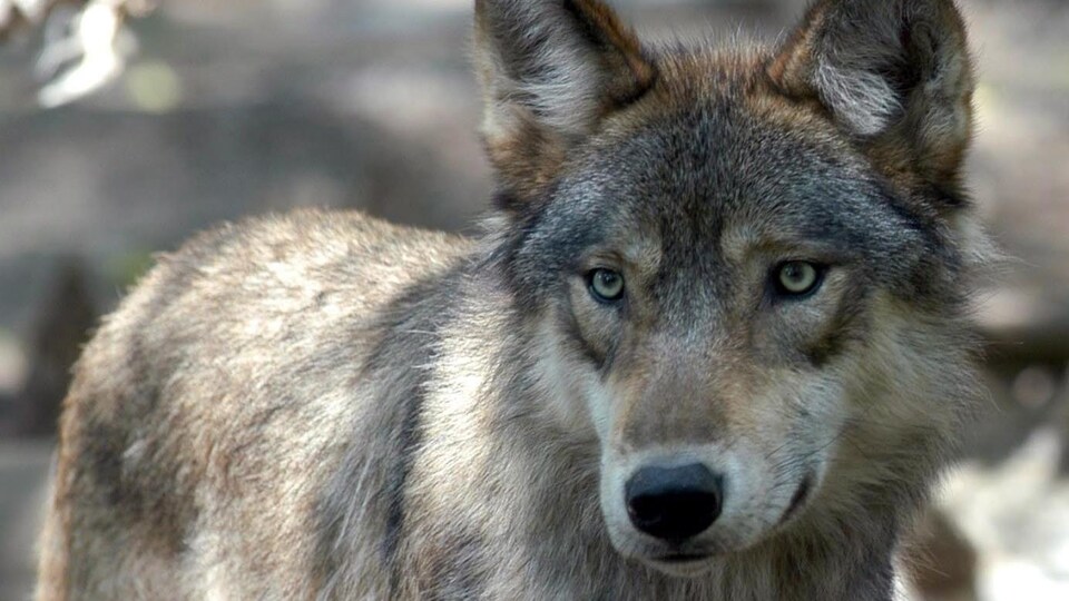Photo d'un loup sauvage