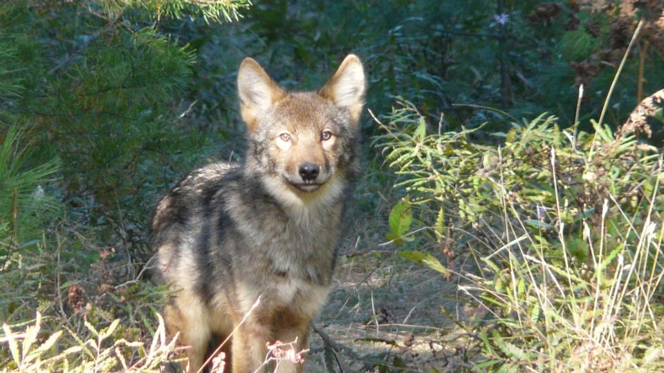 Un loup de l'Est (Canis lupus lycaon).
