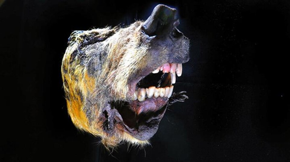 Une gigantesque tête de loup vieille de 32 000 ans découverte