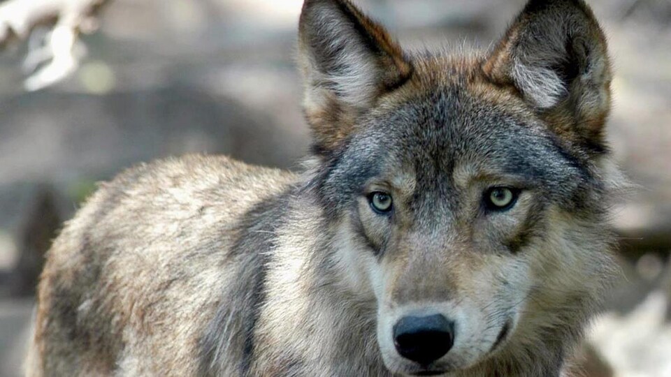Un loup gris avec des yeux verts