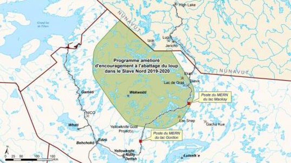 Geolocaliser Les Loups Pour Proteger Les Caribous Radio Canada Ca
