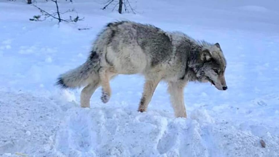 Un loup dans la neige.