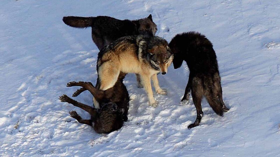Quatre loups jouent dans la neige.