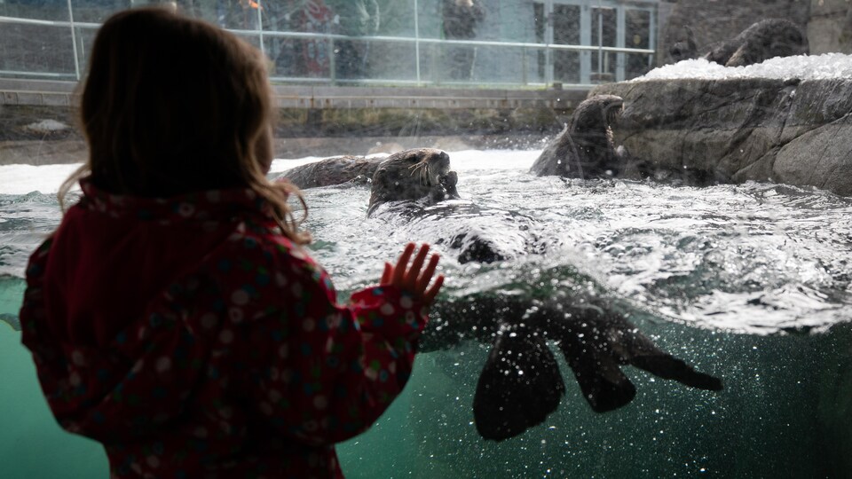 Une petite fille regarde les loutres de mer à l'Aquarium de Vancouver.