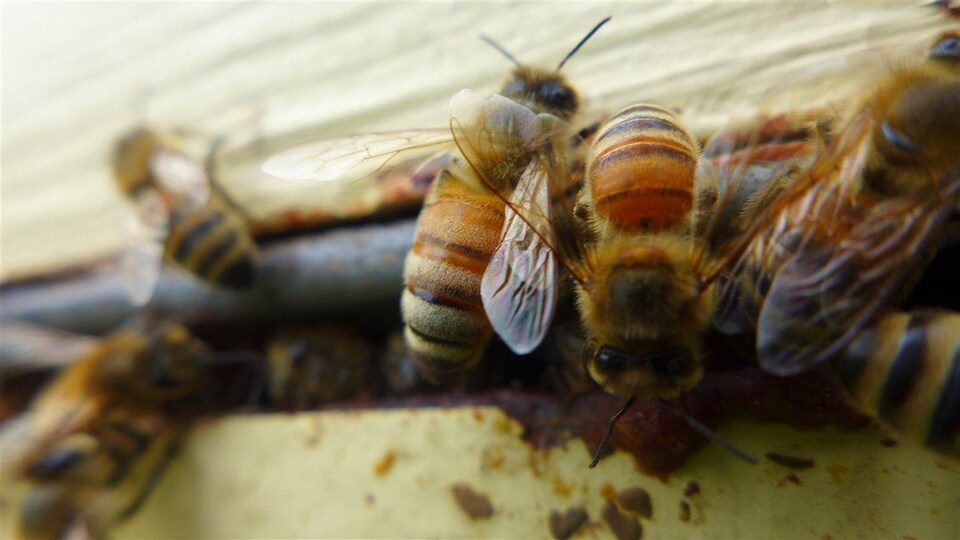 Des abeilles dans une ruche.