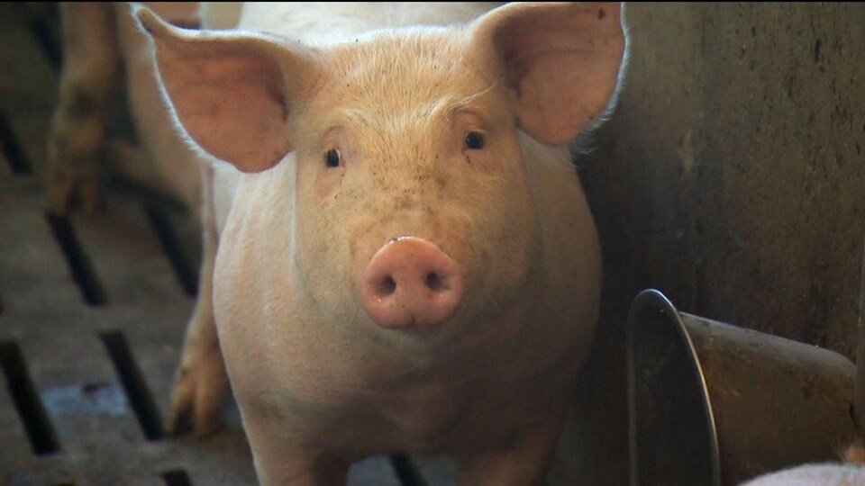 ALENA : quel avenir pour l’industrie porcine au Manitoba?