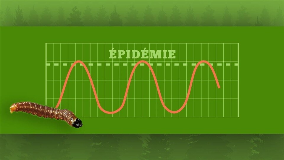 Graphique illustrant le cycle des épidémies de tordeuse.