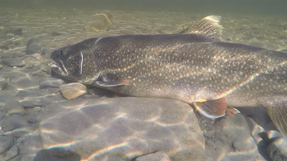 Le touladi est un des plus grands poissons d'eau douce en Amérique.