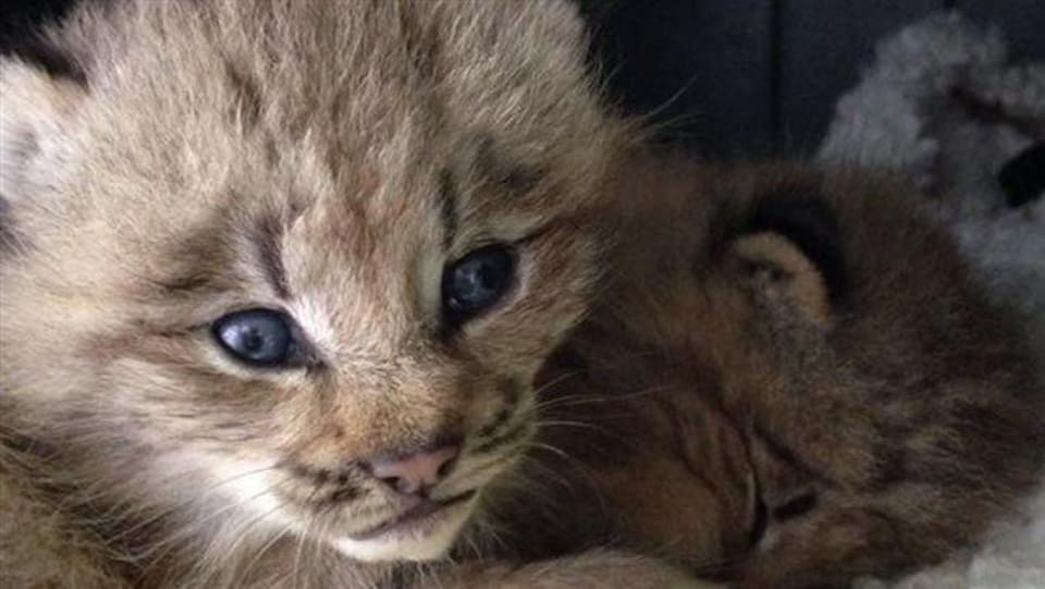 Deux petits lynx du Canada.