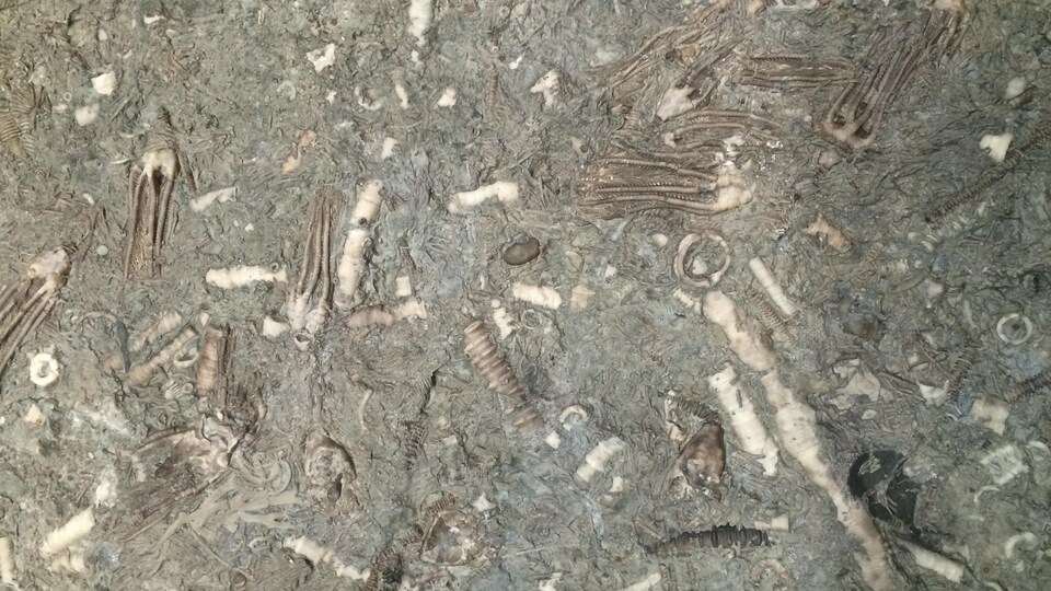 Des crinoïdes, aussi connus sous le nom de lys de mer, provenant de l'île d'Anticosti qui sont fossilisés.
