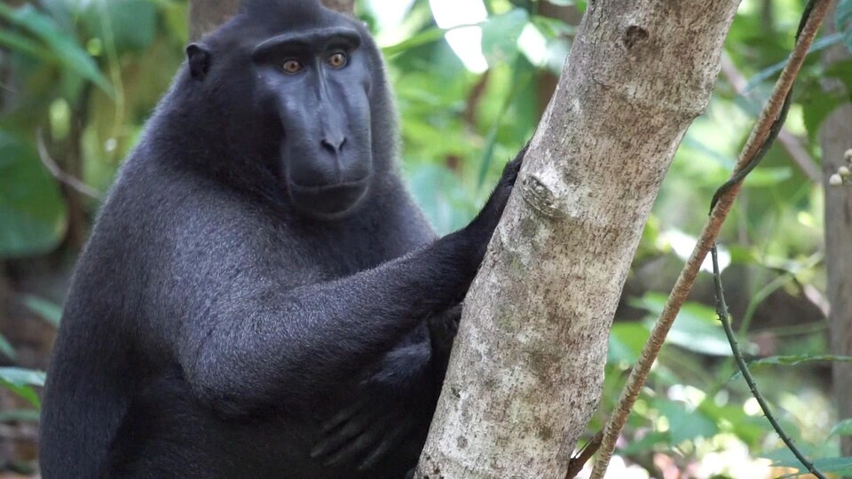 Un macaque noir indonésien.