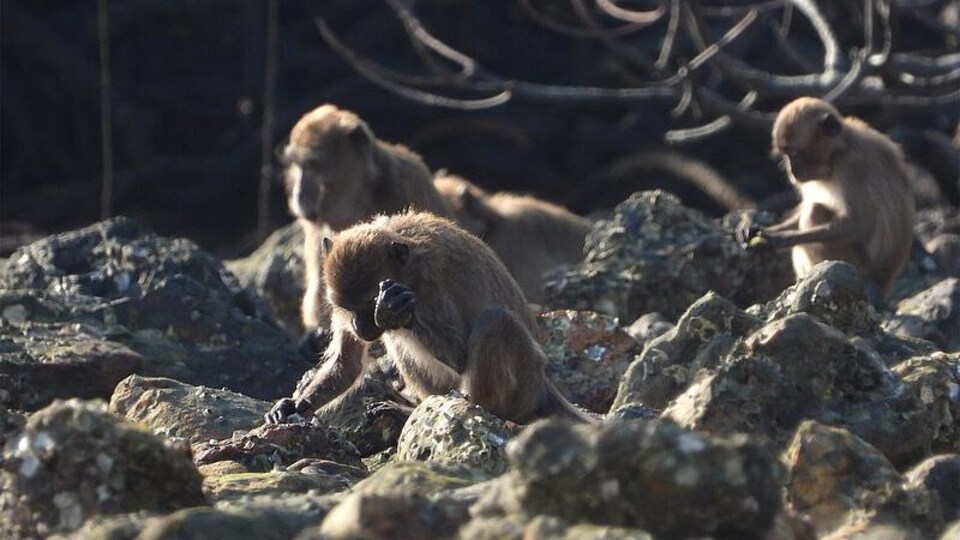 Des macaques à longue queue du parc national d'Ao Phang Nga.