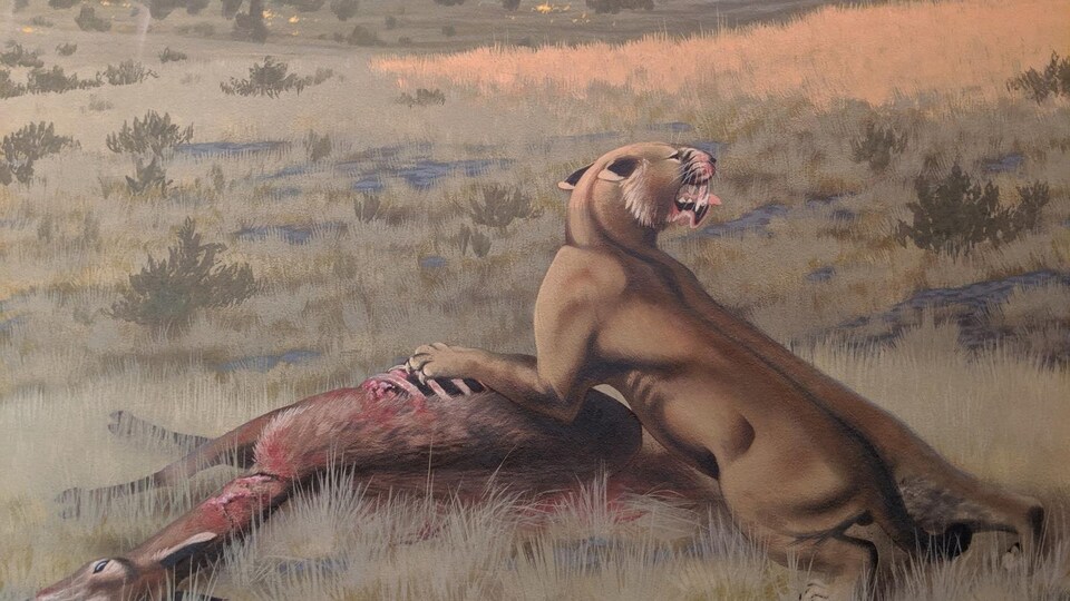 Représentation artistique de Machairodus lahayishupup mangeant un Hemiauchenia, un parent du chameau.