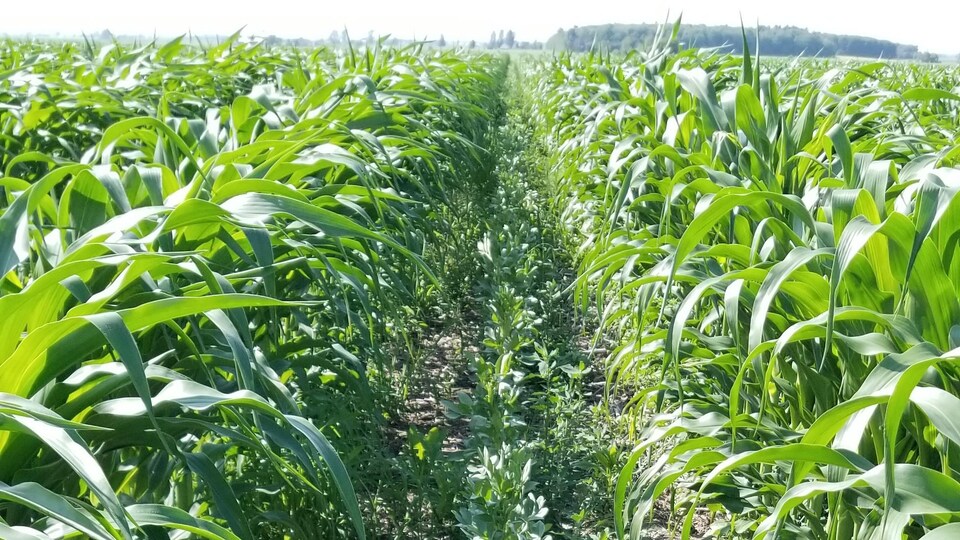 Dans les corridors solaires, les rangs se retrouvent à plus d’un mètre cinquante (60 pouces) les uns des autres.