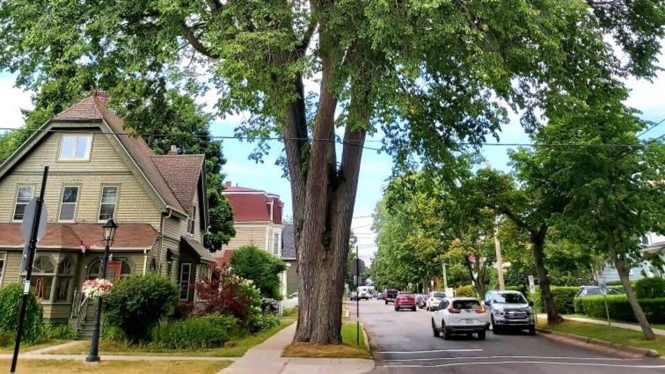 Un arbre dans la ville de Charlottetown.