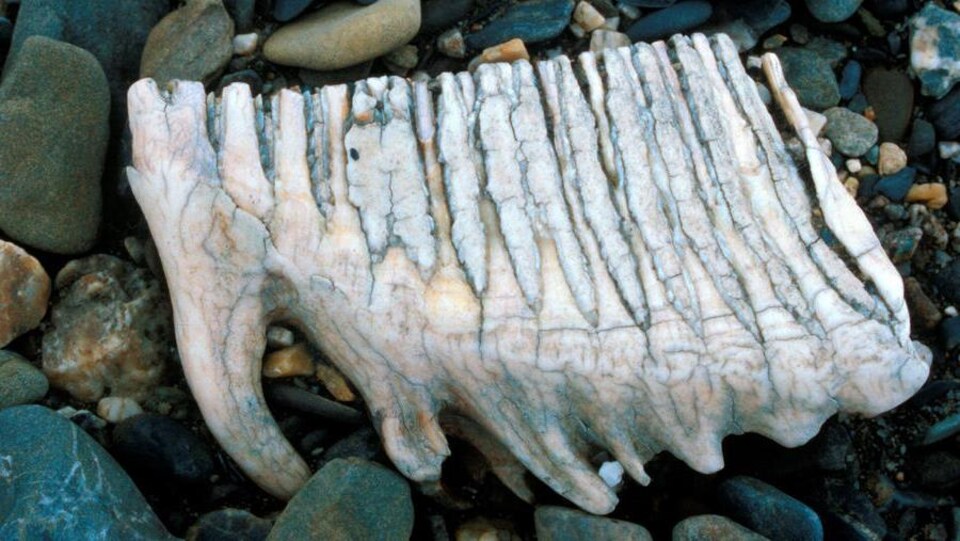 Une dent de mammouth retrouvée sur la rive de l'île Wrangel.