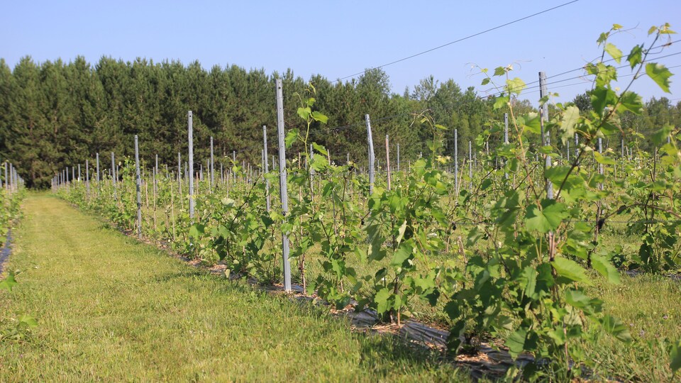 Une rangée de vigne de raisins, en plein soleil.