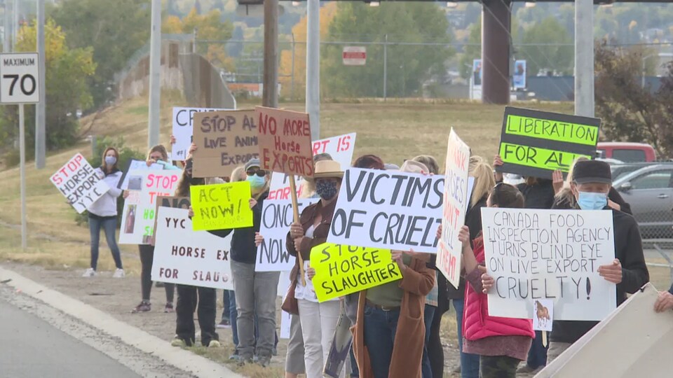 Un groupe de personnes manifestent. Ils tiennent des pancartes qui dénoncent l'exportation de chevaux vivants pour leur viande.
