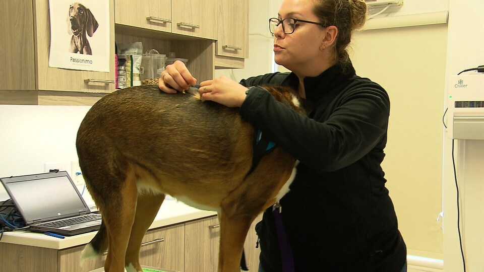 Marie-France Rioux, technicienne en santé animale, à la recherche de tiques sur un chien. Les tiques peuvent se camoufler facilement dans le pelage des animaux.