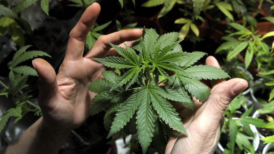Des feuilles de cannabis