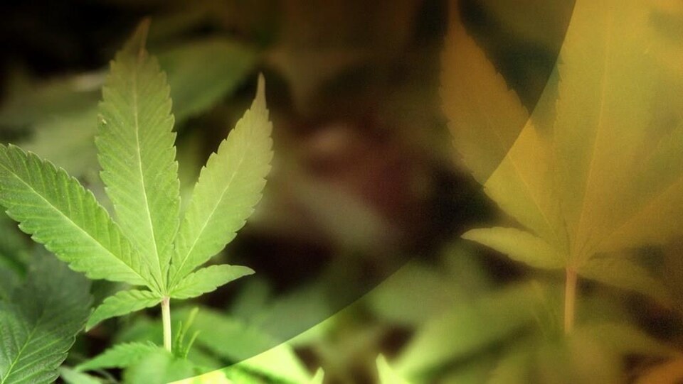 Des feuilles de marijuana