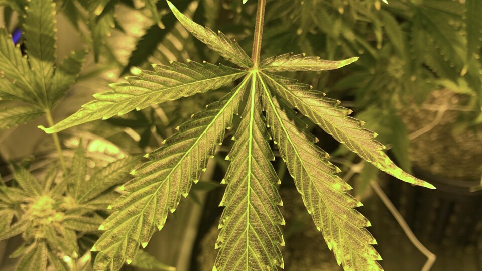 Une feuille de marijuana avec sept branches.